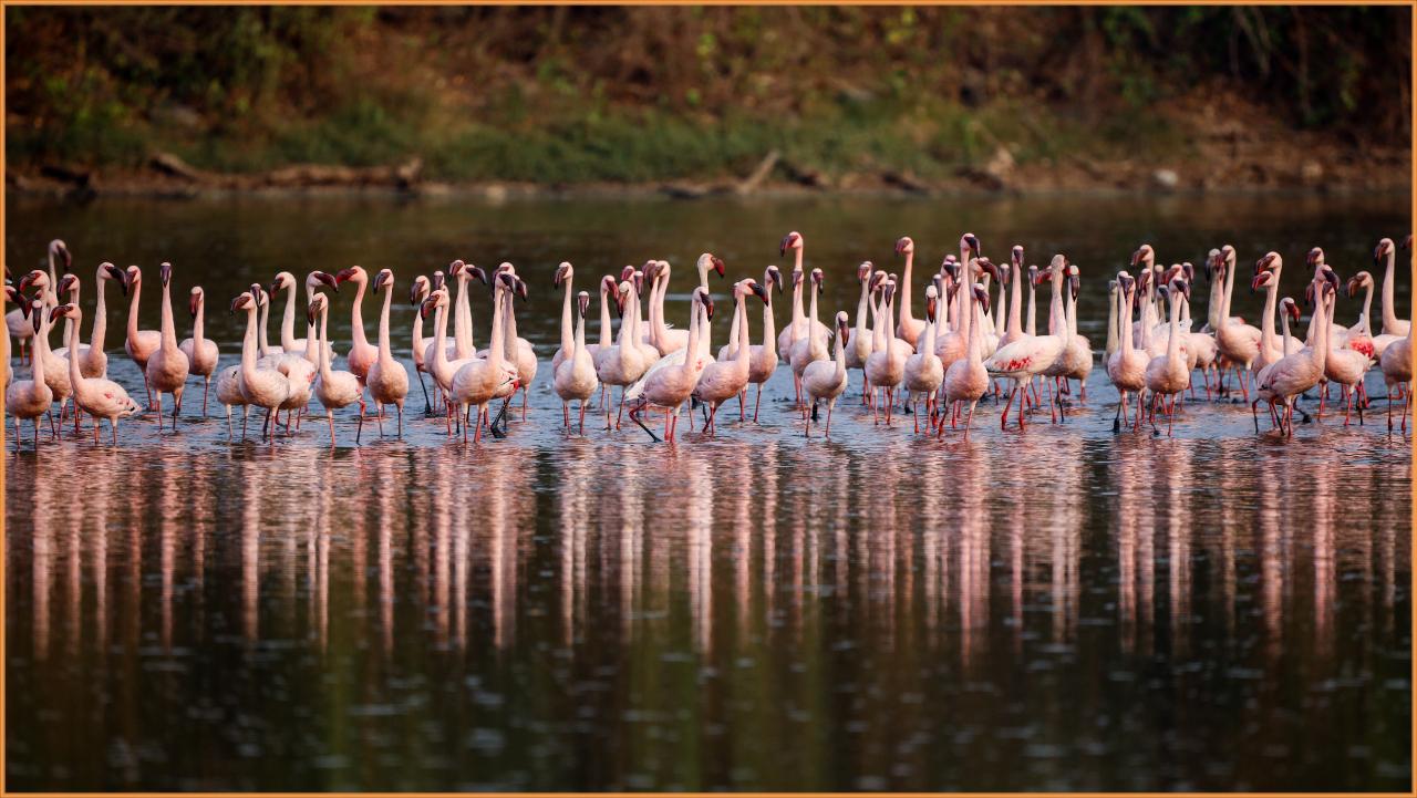 A social breed, flamingos can be spotted synchronising a ritual dance in the swamps of Mumbai